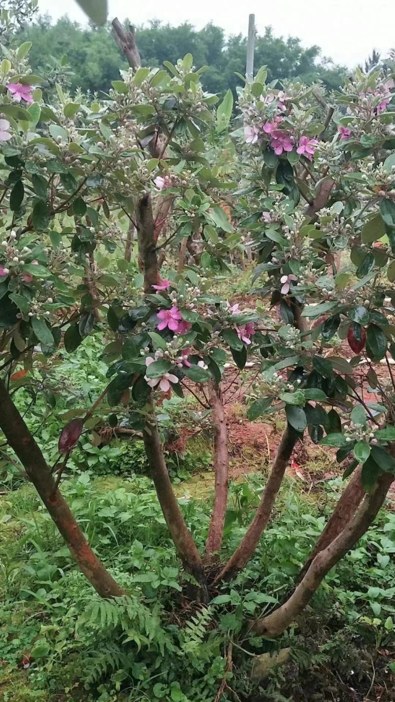 桃金娘树苗阳台庭院楼顶均可种植杯苗发货包邮