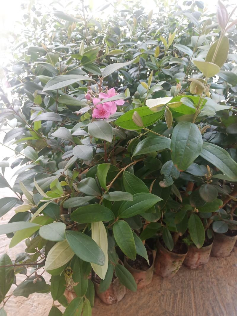 桃金娘树苗阳台庭院楼顶均可种植杯苗发货包邮