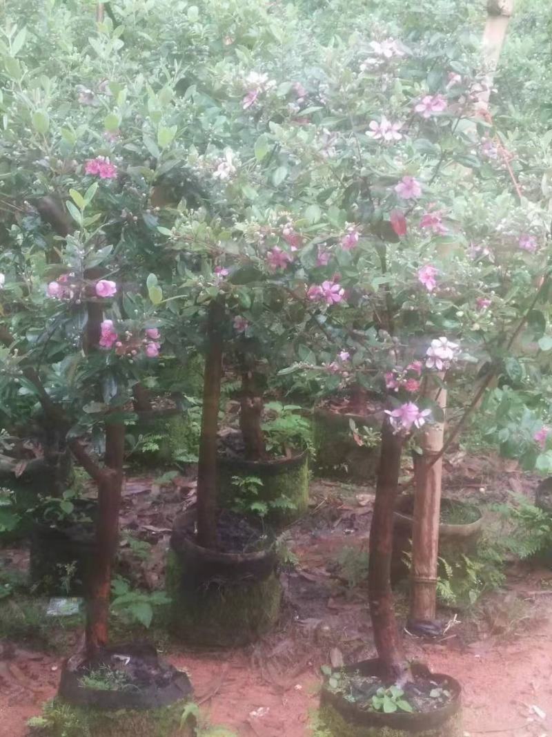 桃金娘树苗阳台庭院楼顶均可种植杯苗发货包邮