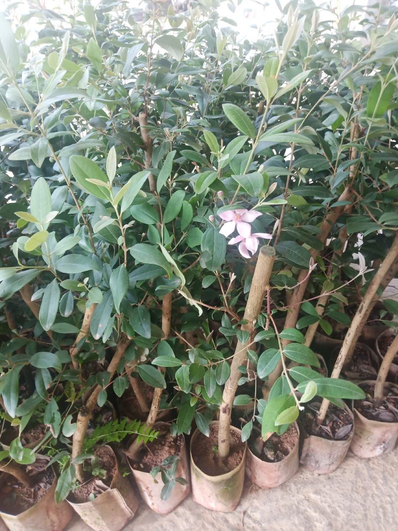 桃金娘树苗阳台庭院楼顶均可种植杯苗发货包邮