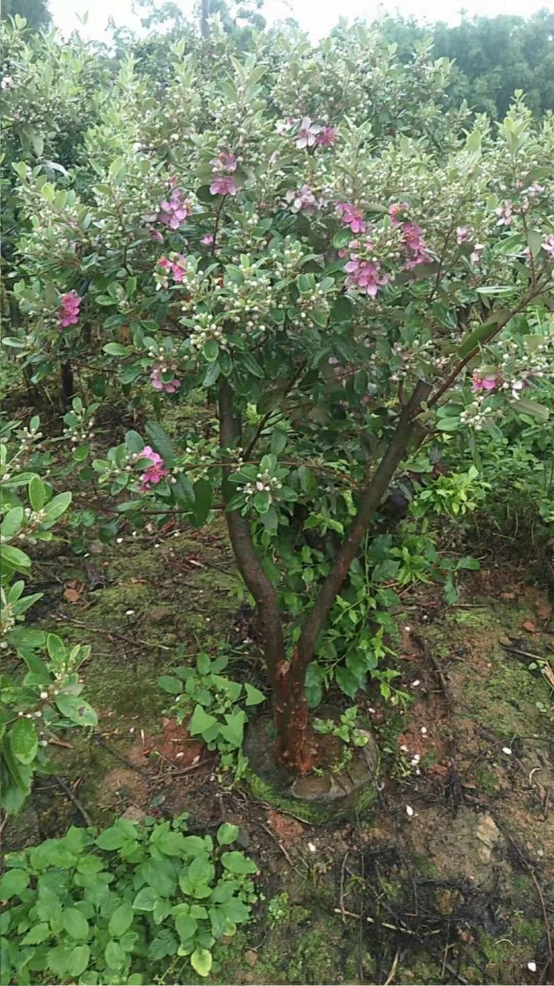 桃金娘树苗阳台庭院楼顶均可种植杯苗发货包邮