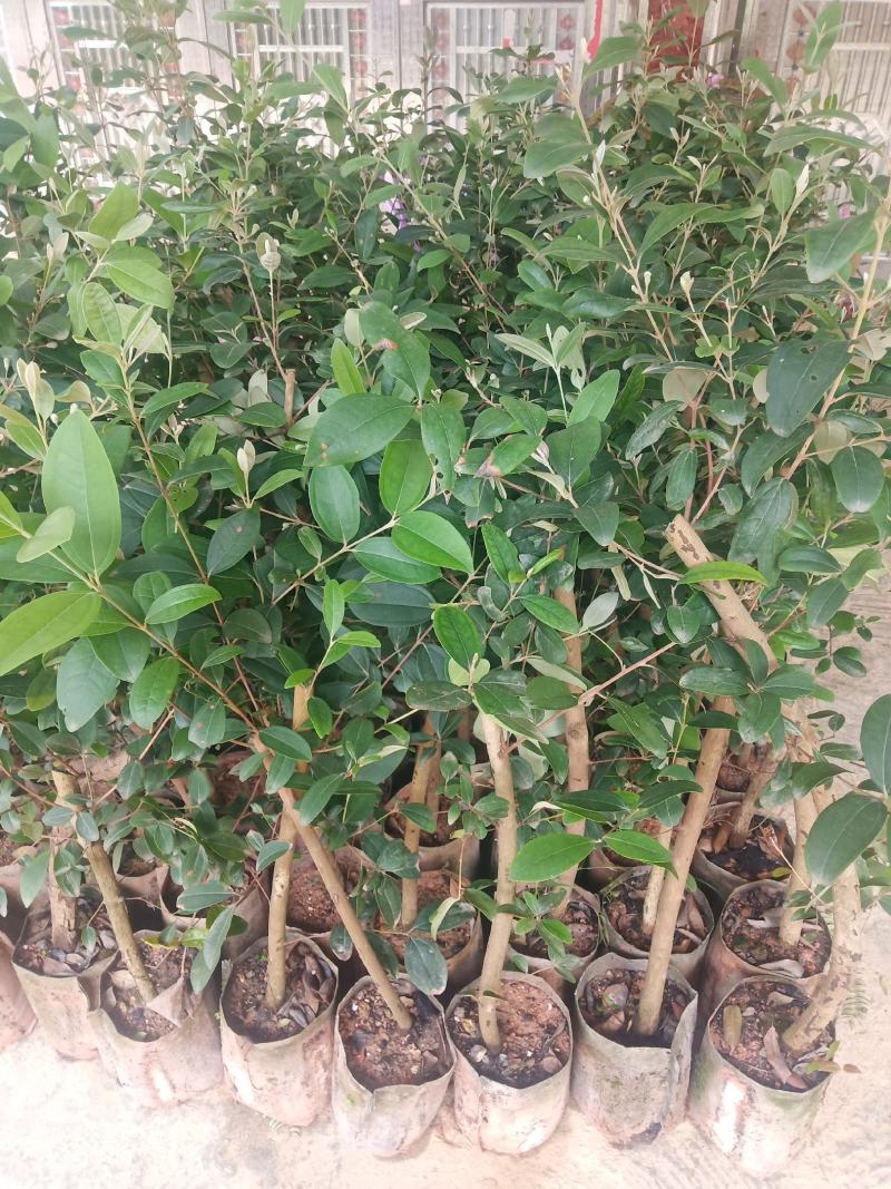 桃金娘树苗阳台庭院楼顶均可种植杯苗发货包邮