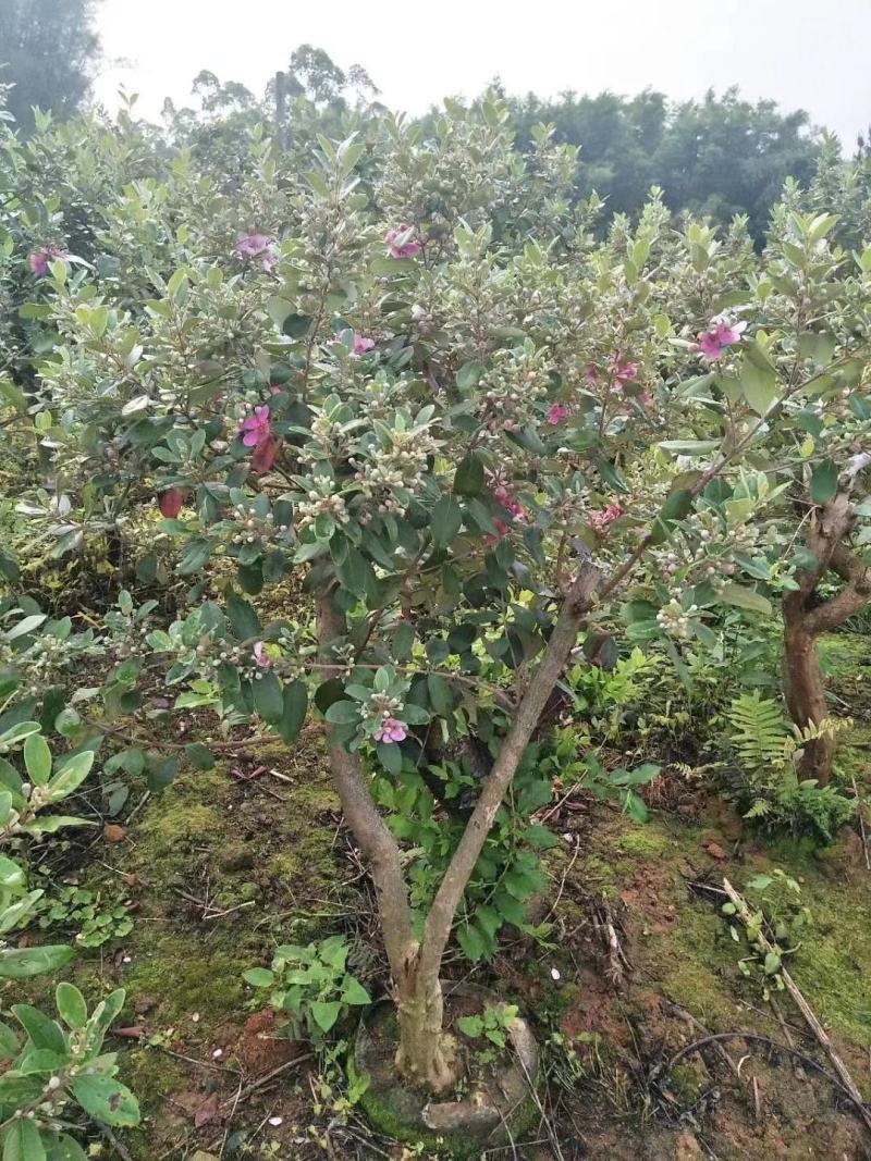 桃金娘树苗阳台庭院楼顶均可种植杯苗发货包邮