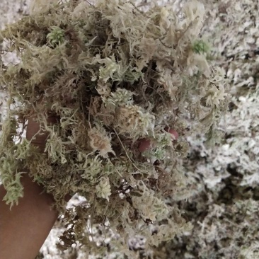 水苔