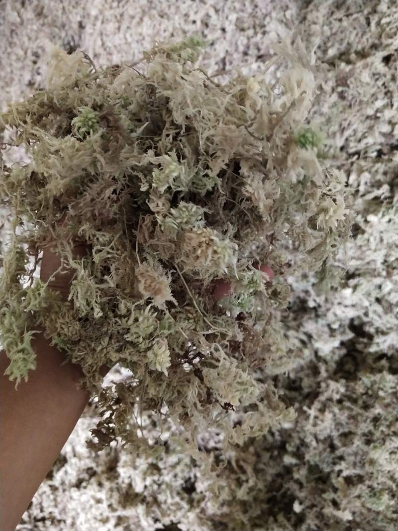 水苔