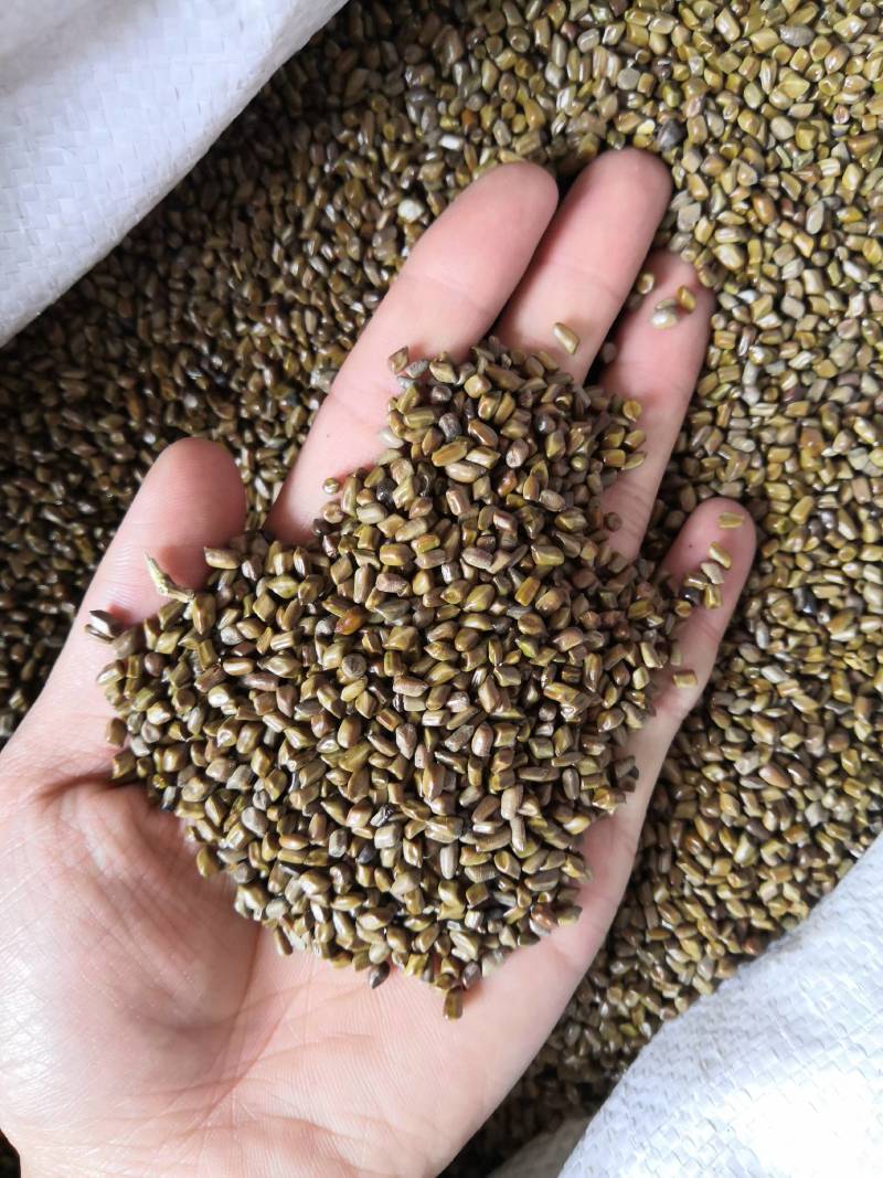 决明子草决明马蹄决明各种籽类药材产地
