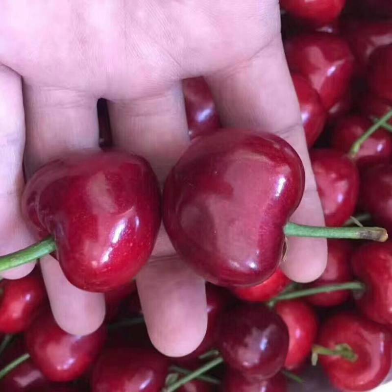 车厘子樱桃苗，黑珍珠樱桃苗，结果大苗，南北方种植当年结果
