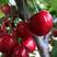 车厘子樱桃苗，黑珍珠樱桃苗，结果大苗，南北方种植当年结果