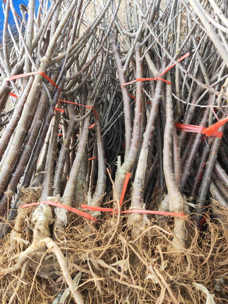 车厘子樱桃苗，黑珍珠樱桃苗，结果大苗，南北方种植当年结果