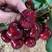 车厘子樱桃苗，黑珍珠樱桃苗，结果大苗，南北方种植当年结果