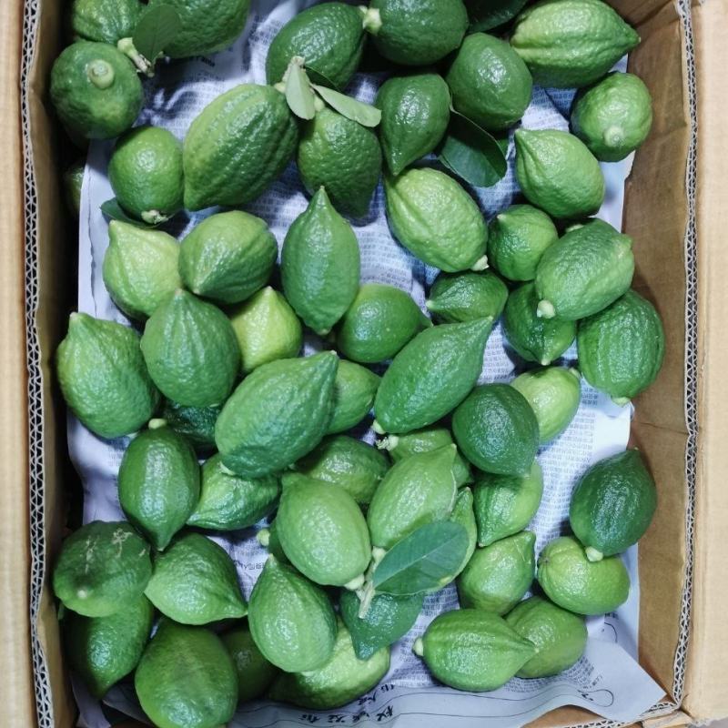 大量出售广东香水柠檬