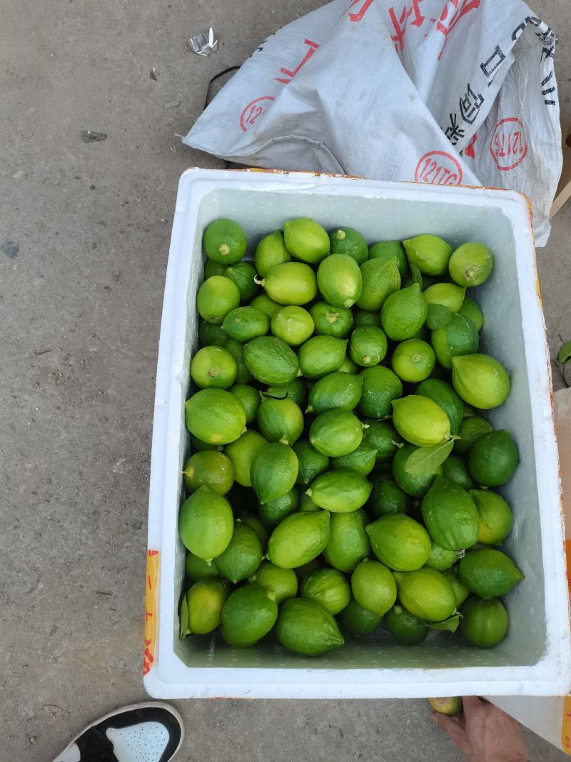 大量出售广东香水柠檬