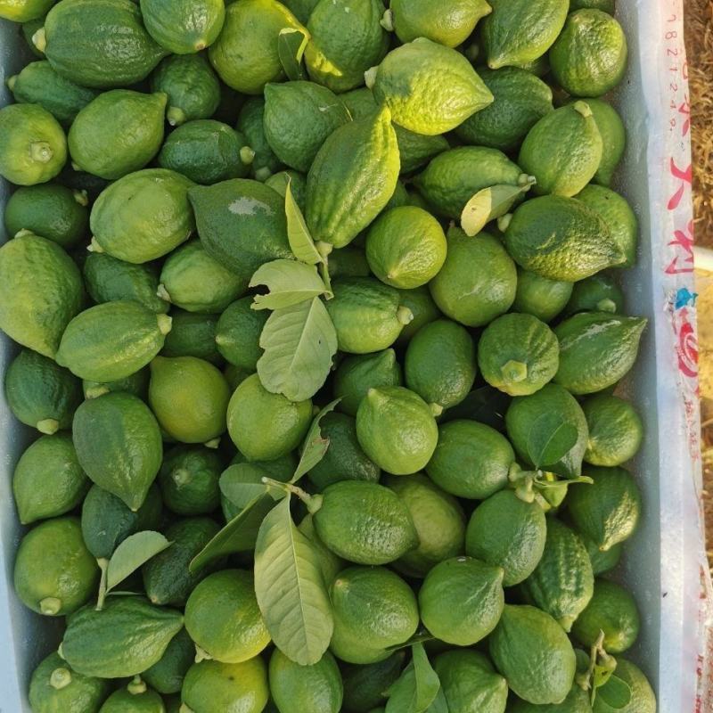 大量出售广东香水柠檬