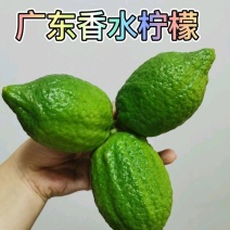 大量出售广东香水柠檬