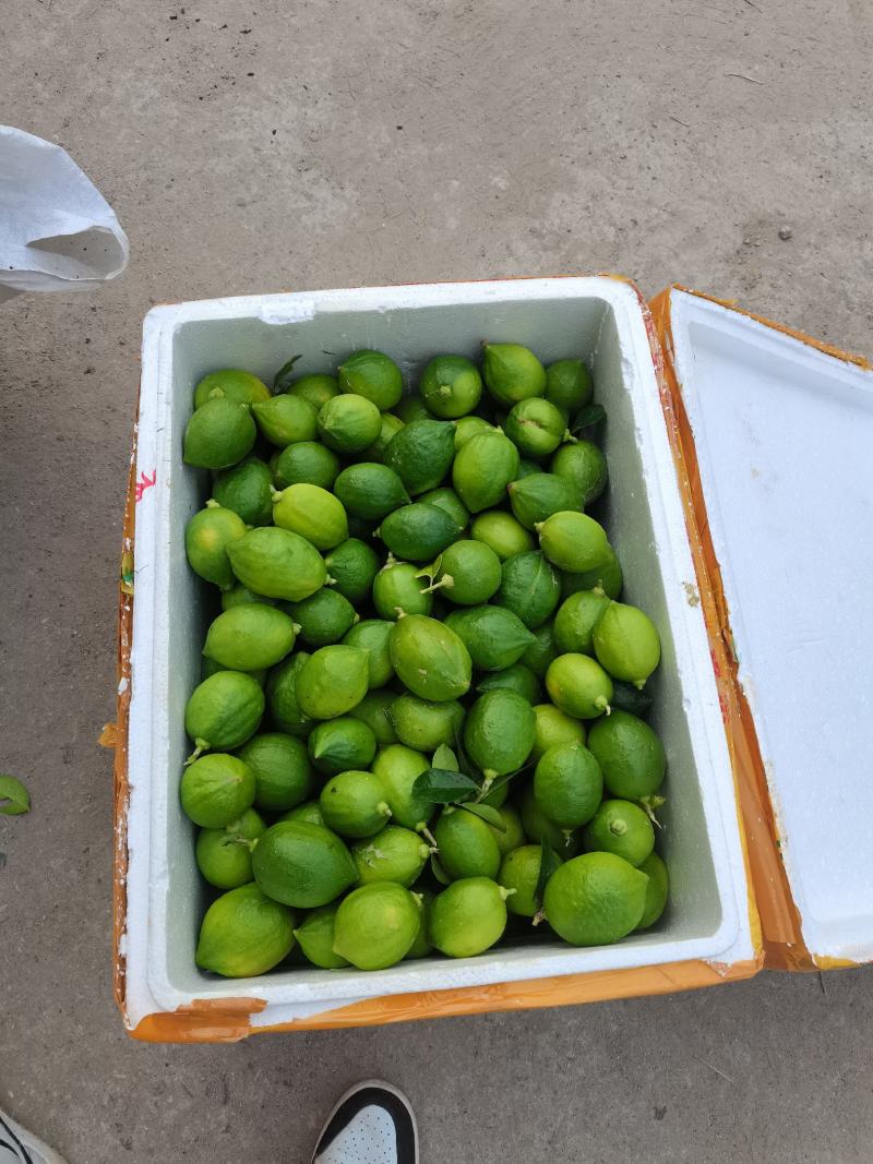 大量出售广东香水柠檬