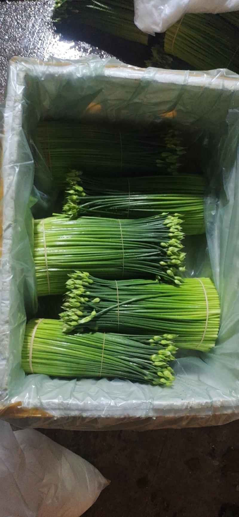 广东韭花产地货源充足质量保证一年四季均可供货
