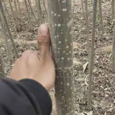 107杨树苗