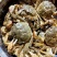 阳澄湖大闸蟹，可一件代发，位置昆山巴城镇