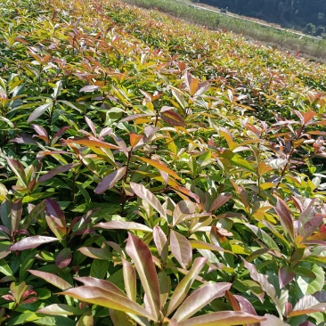 福建木荷种植批发基地，欢迎新老客户来实地考察。