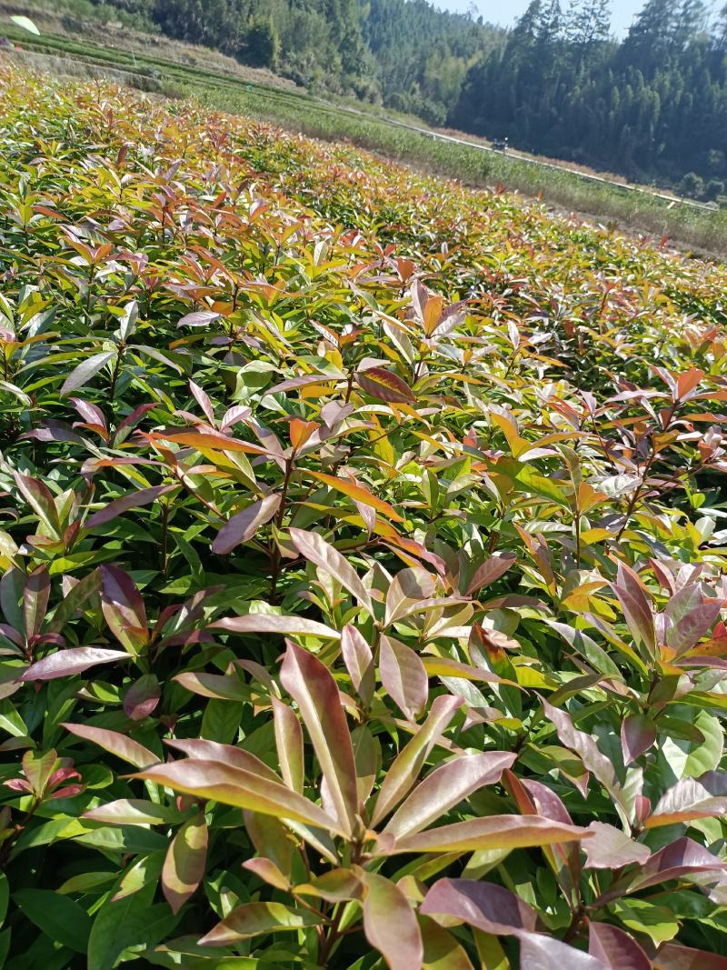 福建木荷种植批发基地，欢迎新老客户来实地考察。