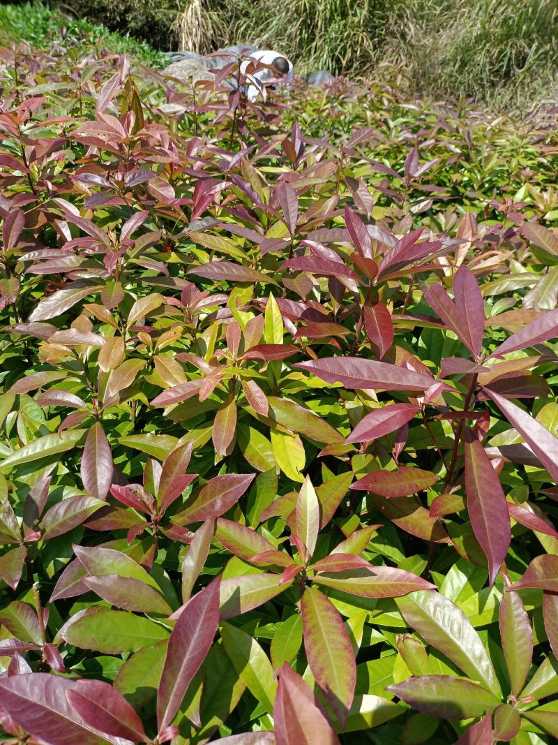 福建木荷种植批发基地，欢迎新老客户来实地考察。