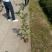 福建木荷种植批发基地，欢迎新老客户来实地考察。