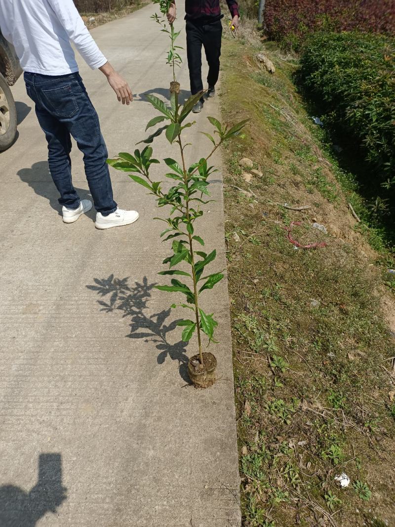 福建木荷种植批发基地，欢迎新老客户来实地考察。