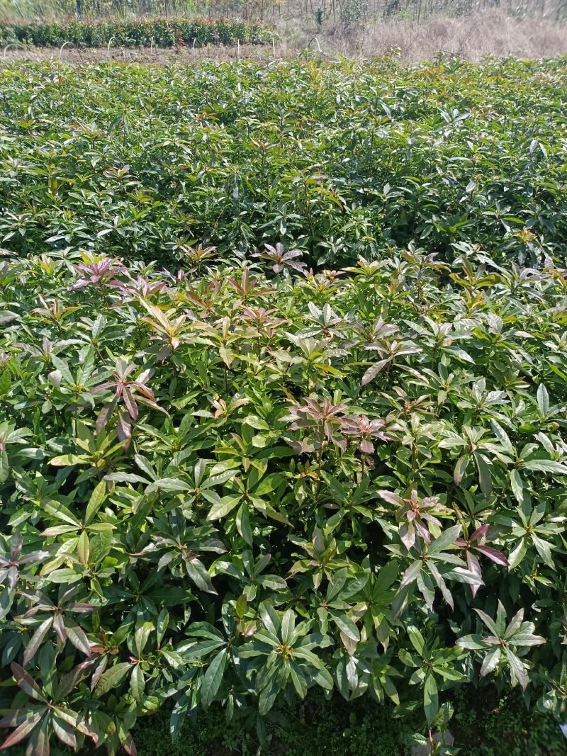 福建木荷种植批发基地，欢迎新老客户来实地考察。