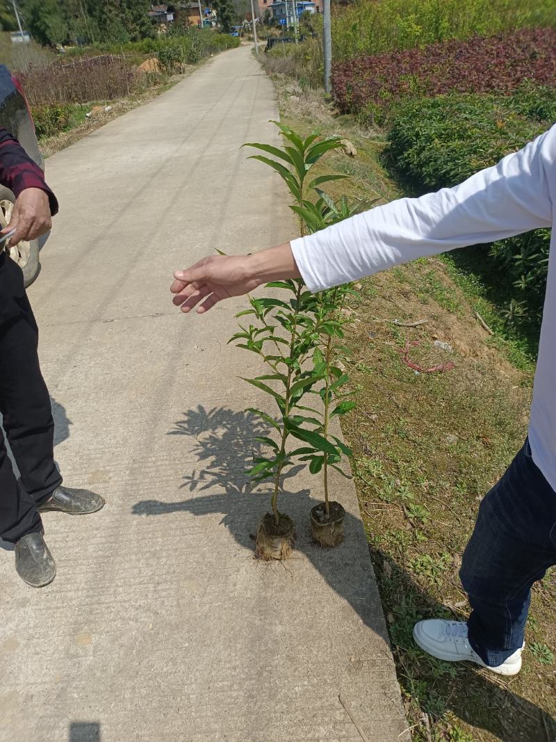 福建木荷种植批发基地，欢迎新老客户来实地考察。
