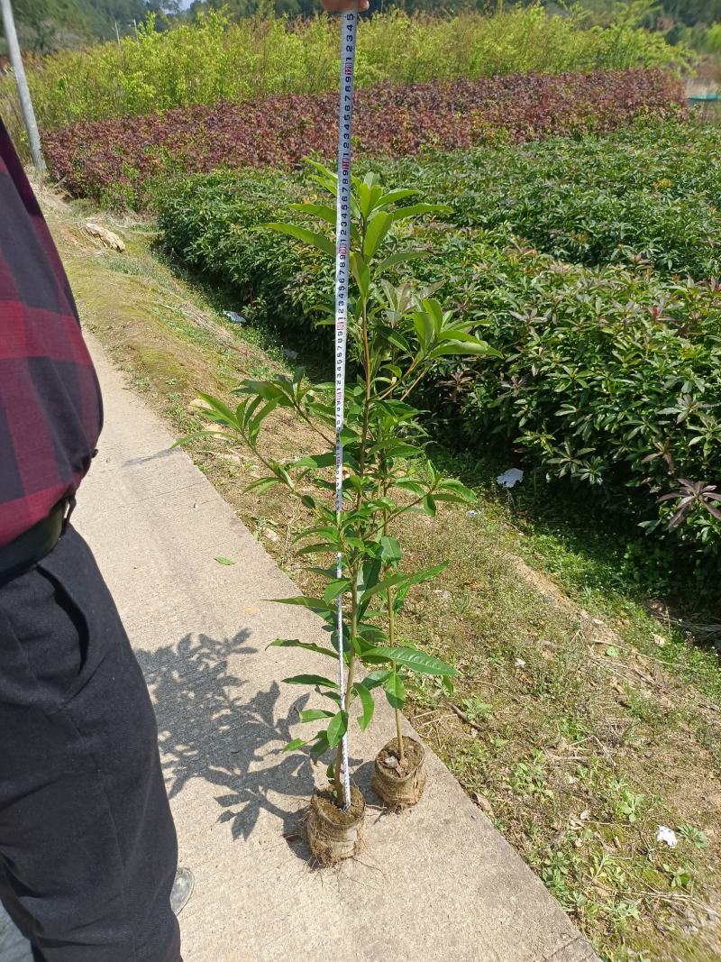 福建木荷种植批发基地，欢迎新老客户来实地考察。