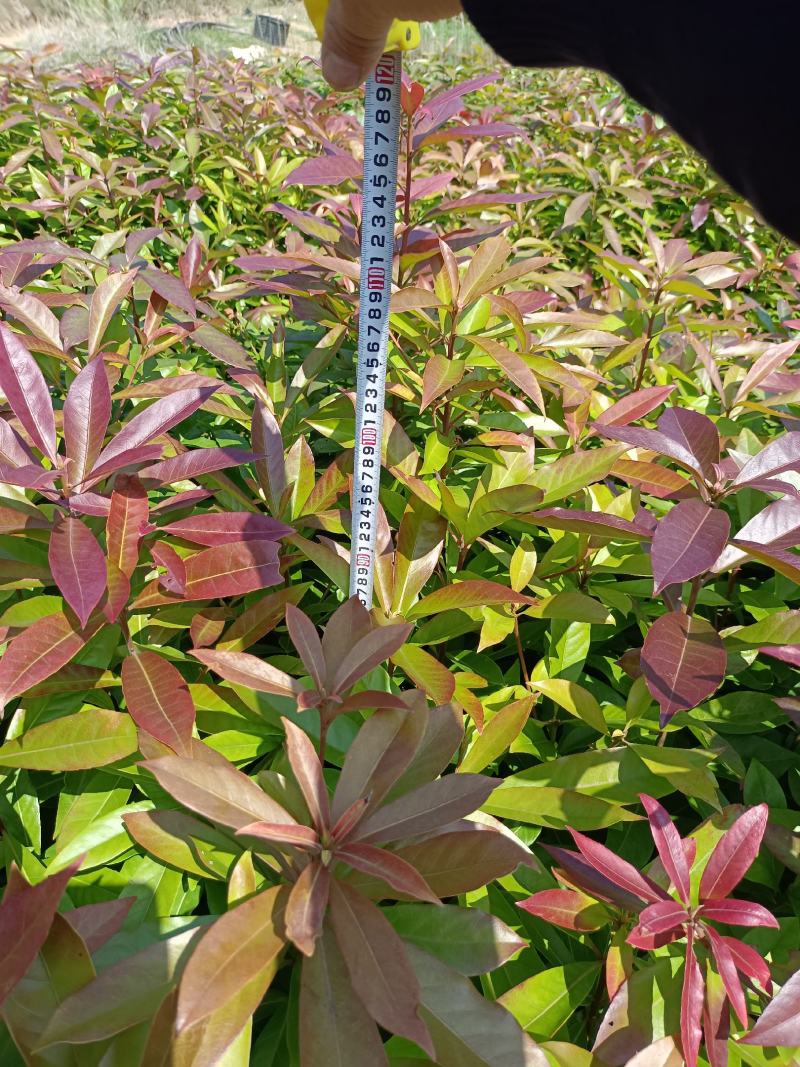 福建木荷种植批发基地，欢迎新老客户来实地考察。