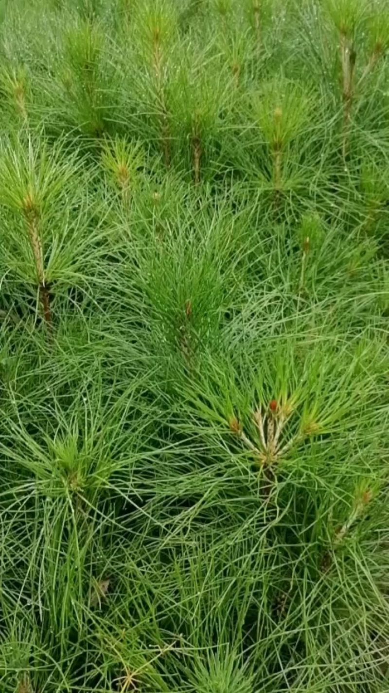 湿地松