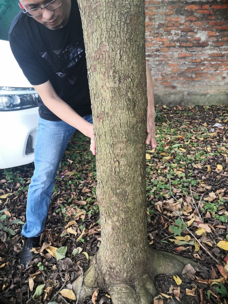 秋枫