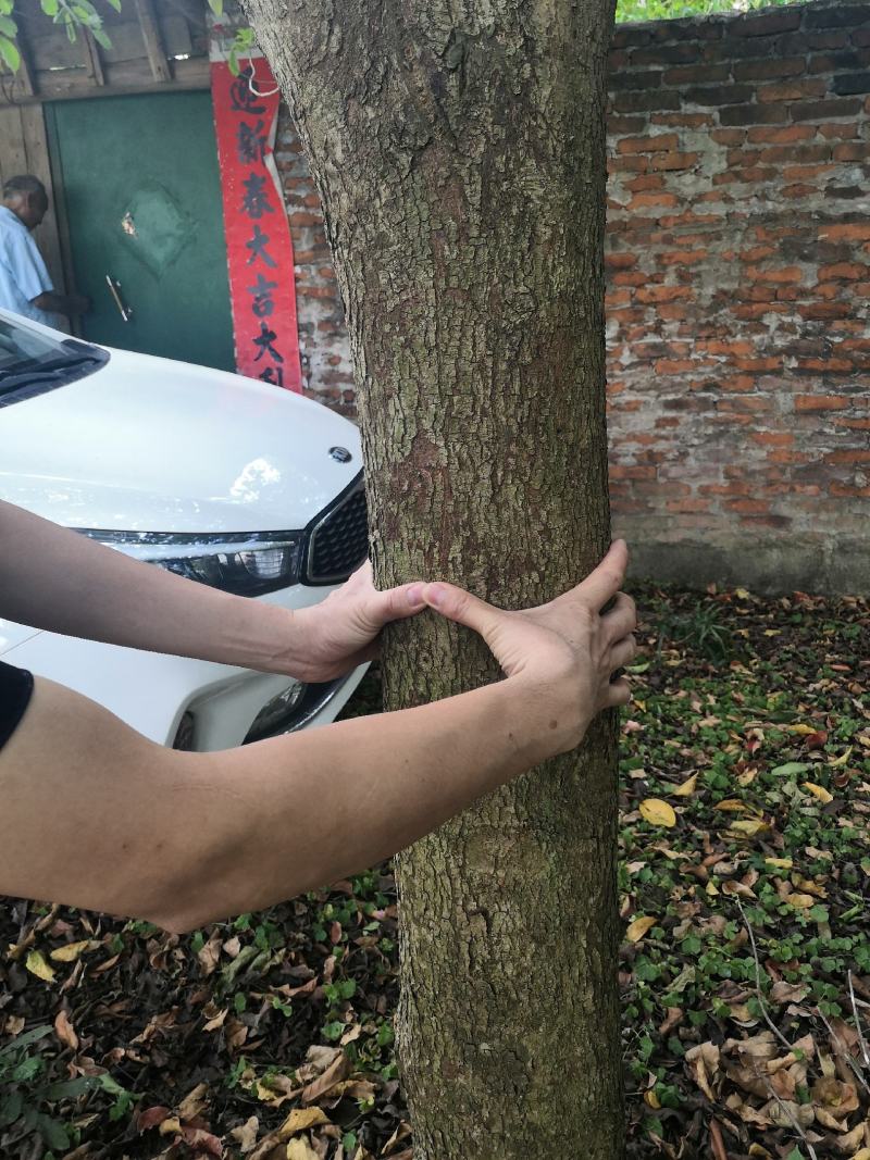 秋枫