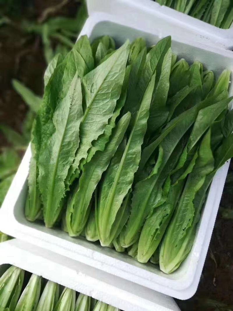 油麦菜20~25cm以上春季油麦已大量上市