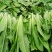 油麦菜20~25cm以上春季油麦已大量上市