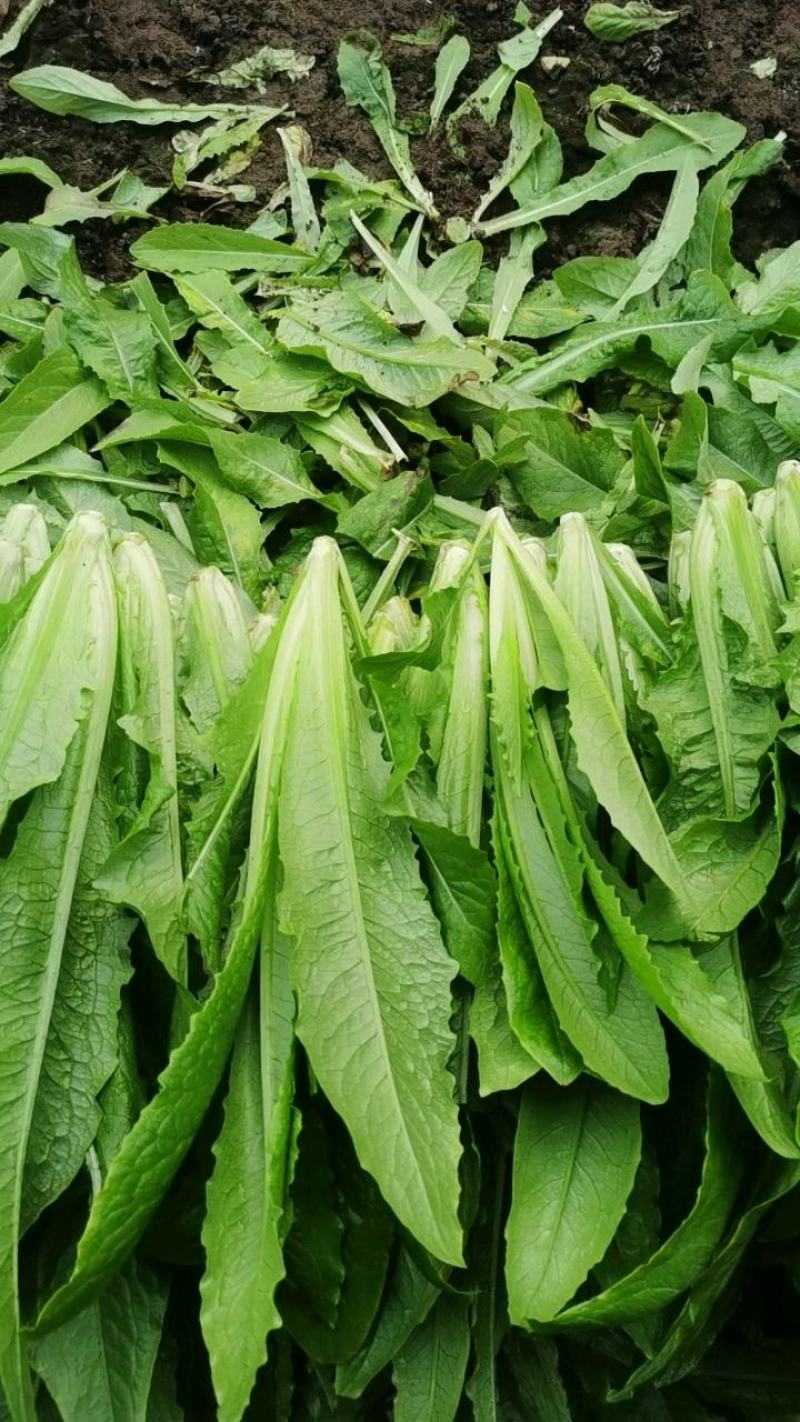油麦菜20~25cm以上春季油麦已大量上市