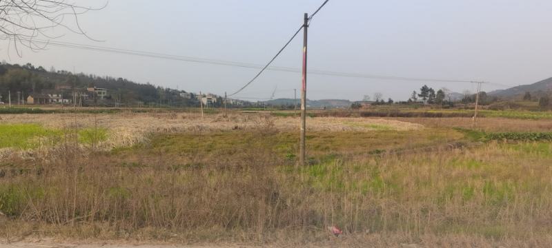 莲藕用地出租3千亩