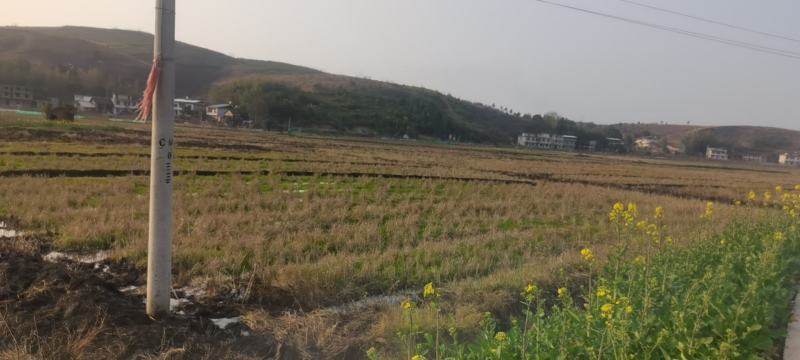 莲藕用地出租3千亩