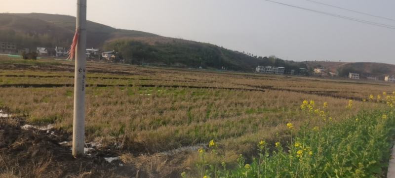 莲藕用地出租3千亩