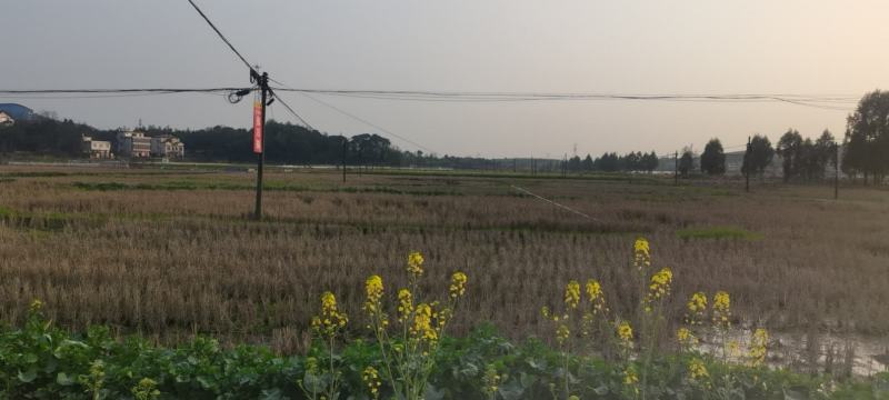 莲藕用地出租3千亩