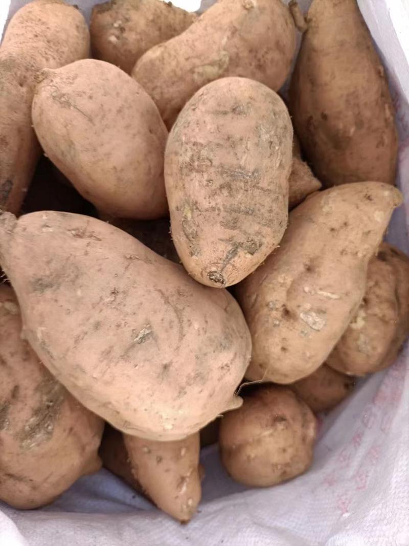 秦皇岛市卢龙县优质山地烟薯大量有货