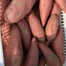 秦皇岛市卢龙县优质山地烟薯大量有货
