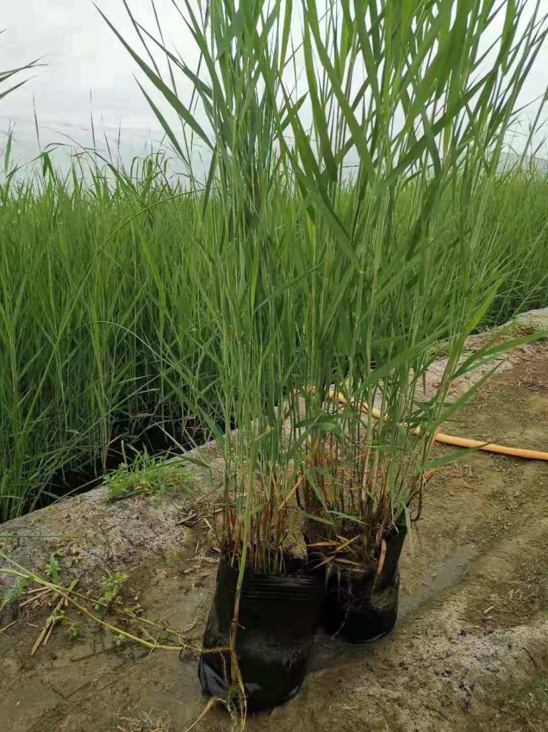 原生态芦苇苗，质量保证，生长环境广，适应河道湖泊潜流湿地