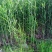 原生态芦苇苗，质量保证，生长环境广，适应河道湖泊潜流湿地