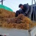 原生态芦苇苗，质量保证，生长环境广，适应河道湖泊潜流湿地