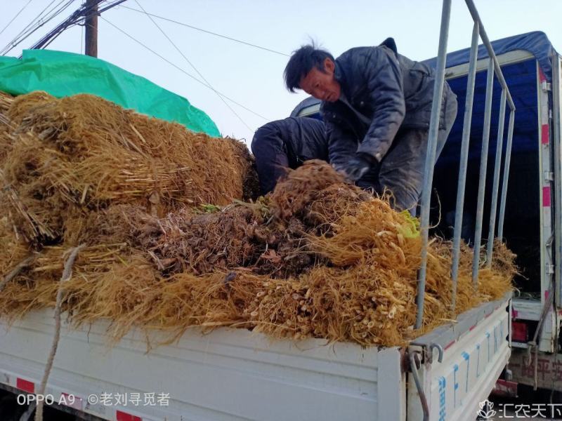 原生态芦苇苗，质量保证，生长环境广，适应河道湖泊潜流湿地