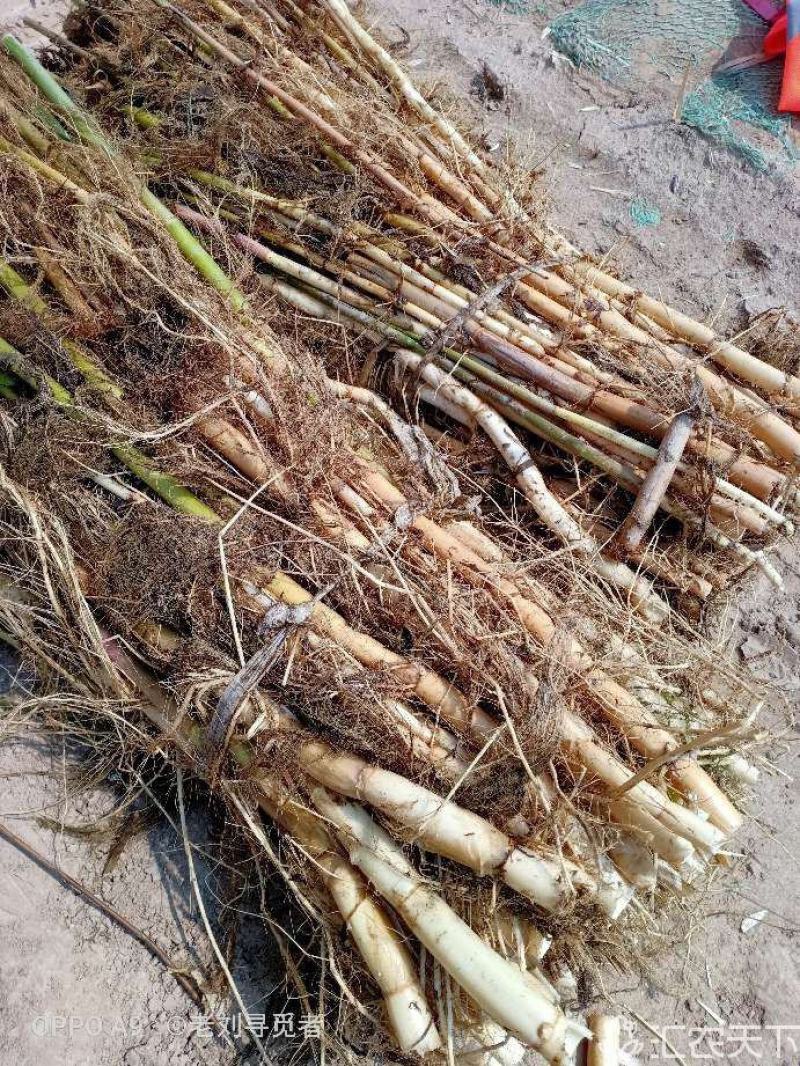 原生态芦苇苗，质量保证，生长环境广，适应河道湖泊潜流湿地