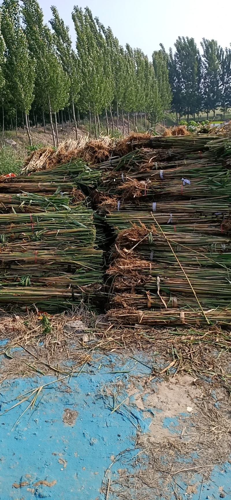原生态芦苇苗，质量保证，生长环境广，适应河道湖泊潜流湿地
