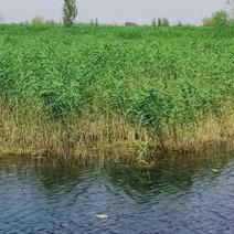 原生态芦苇苗，质量保证，生长环境广，适应河道湖泊潜流湿地